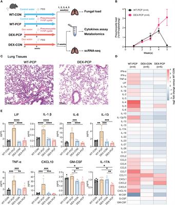 Integrated multi-omics analyses reveal the altered transcriptomic characteristics of pulmonary macrophages in immunocompromised hosts with Pneumocystis pneumonia